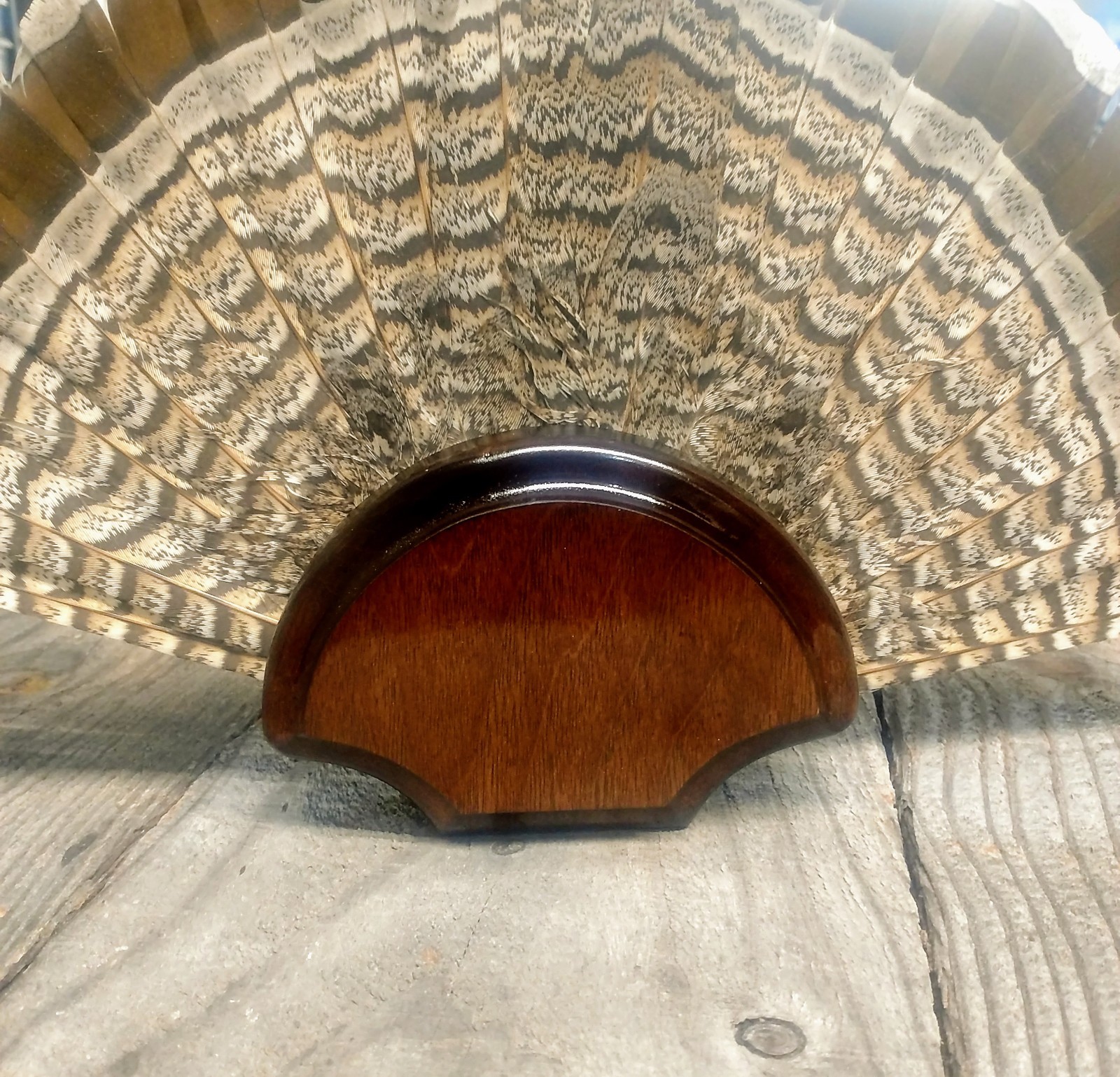 BLACK WALNUT GROUSE FAN TAIL DESK SHELF PANEL PLAQUE TAXIDERMY GROUSE TROPHY