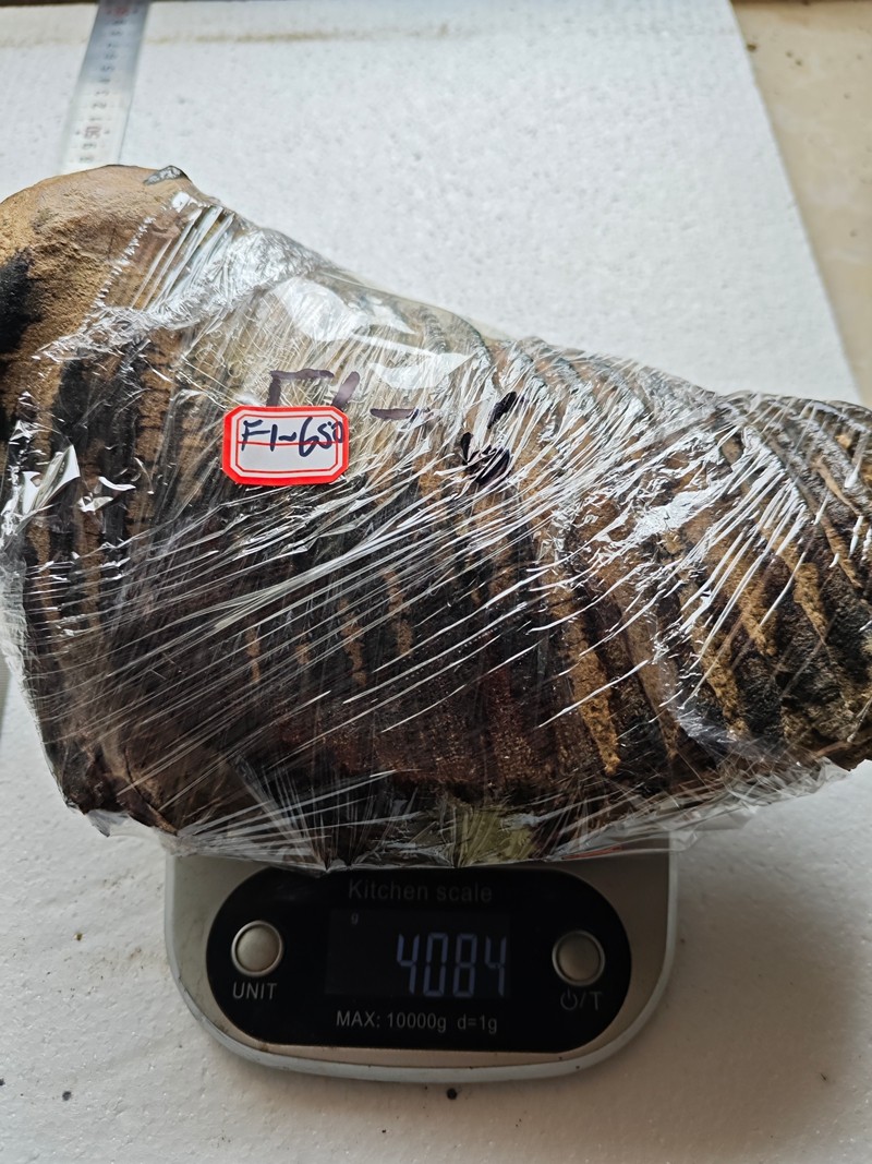 Exquisite fossilized teeth from the Ice Age - Ancient fossil specimens