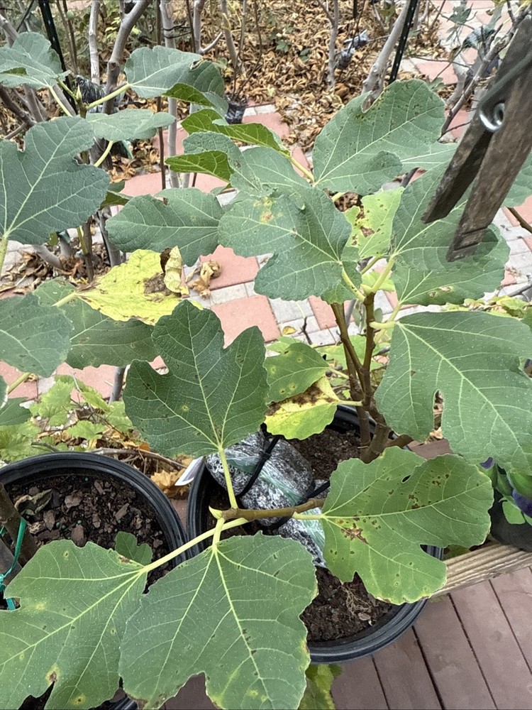 Kadota Fig tree