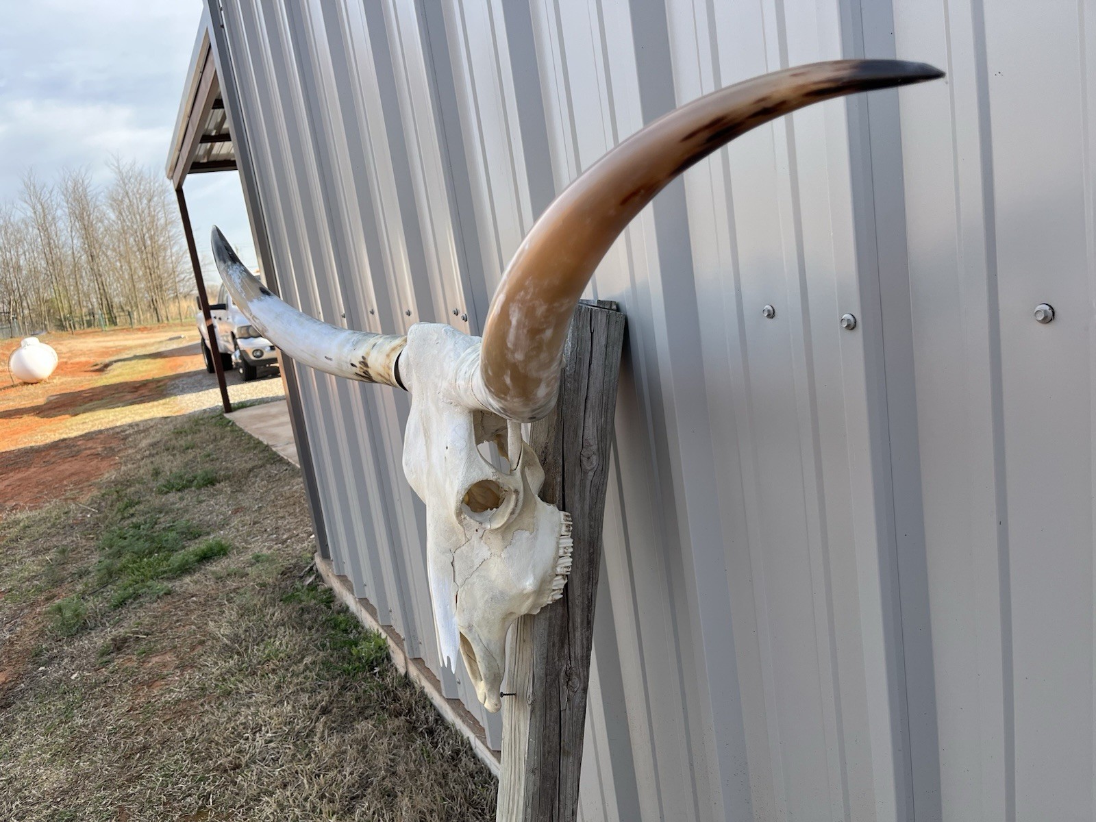 Longhorn STEER SKULL 4 Feet 8 1/2 Inch WIDE Horns BULL HORN MOUNTED COW HEAD