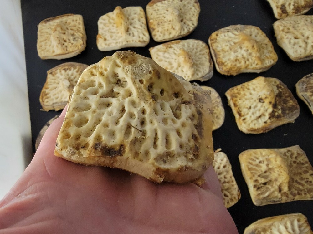 Gator Alligator Back Scute bone bones Bony scutes croc weird Osteoderms