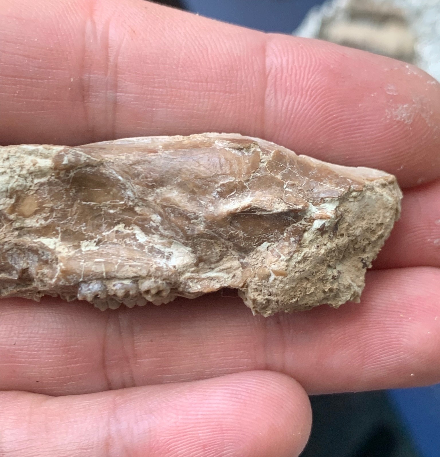 Fossil squirrel skull, Ischyromys, White river badlands, Nebraska