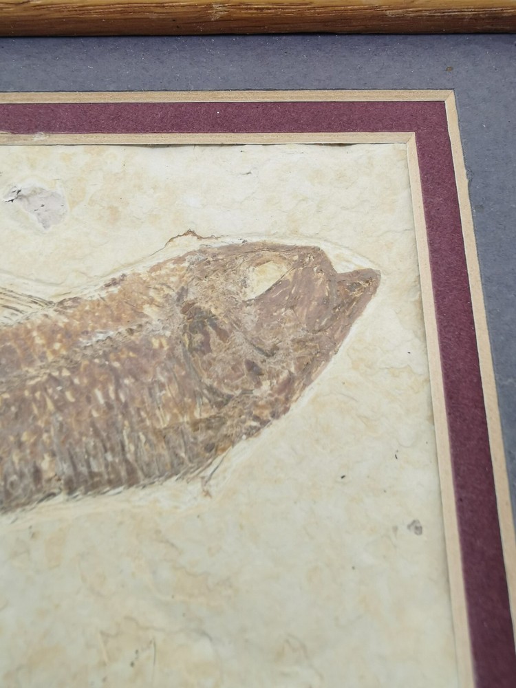 Superb Fossil Fish