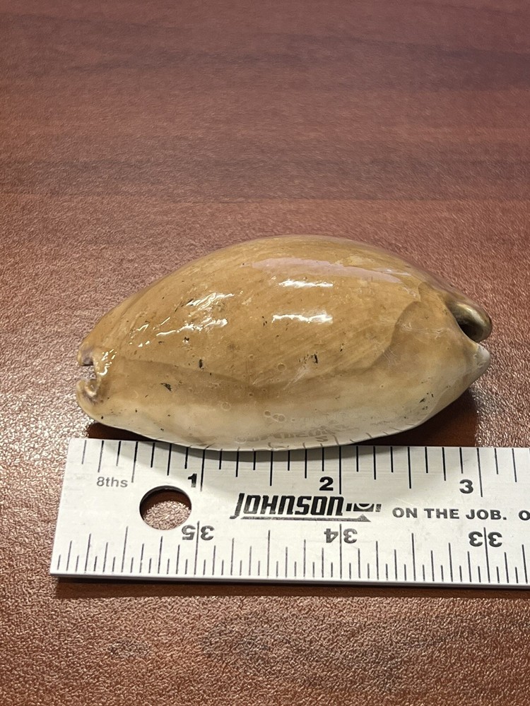 Fossilized Extinct COWRIE Shell From Central Florida, Pliocene Era.
