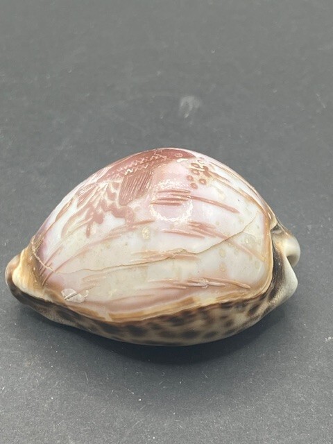 Vintage Hand Carved Cowrie Shell goldfish