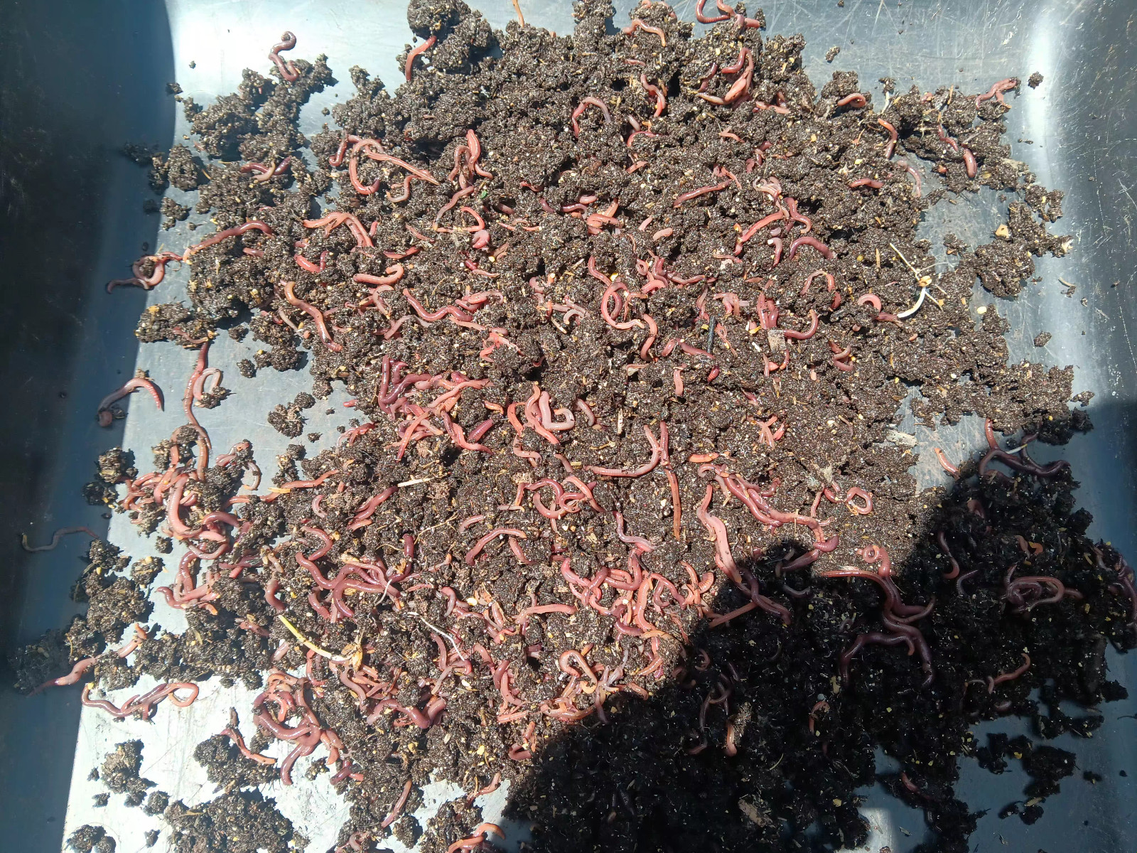 Red Wigglers Worm Blend