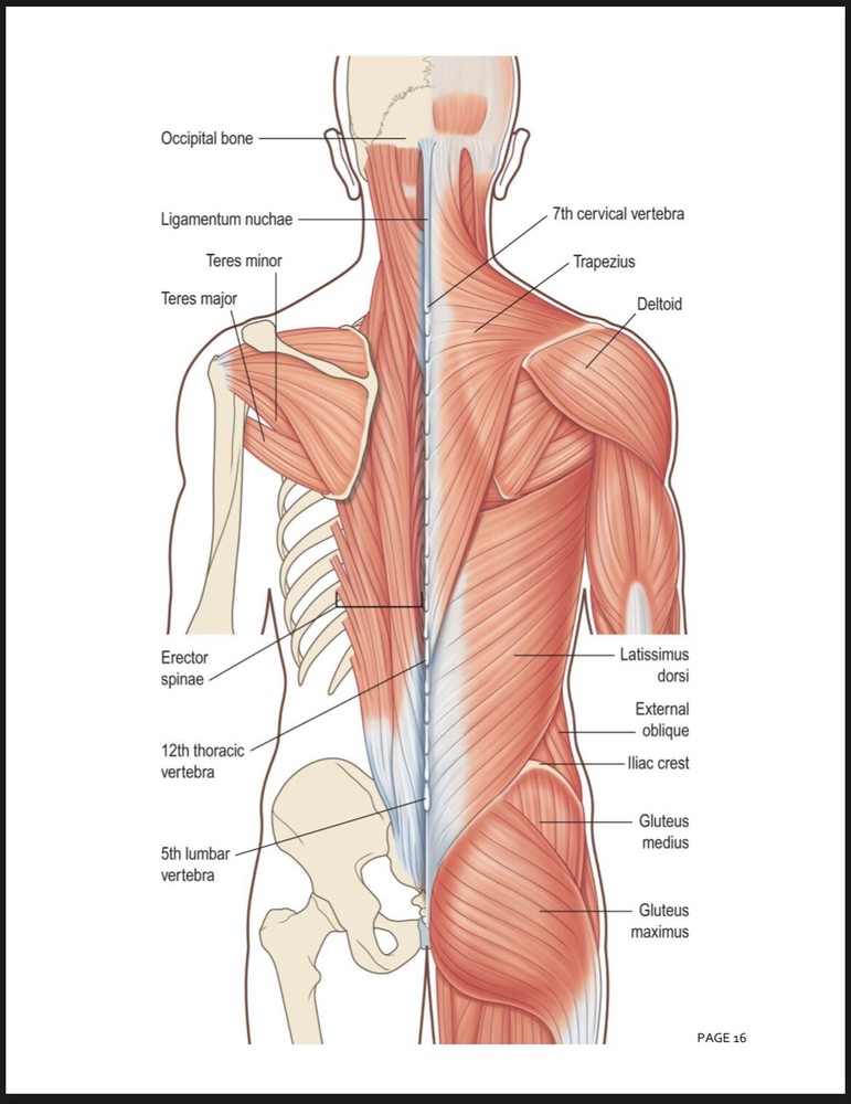 Nursing Student Study Guide NEW UPDATED VERSION 2025