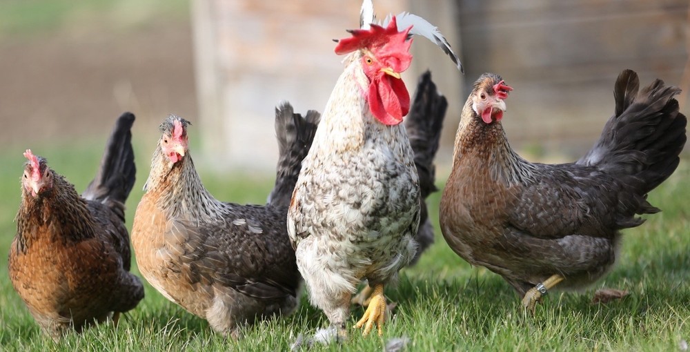 10++ NPIP Crested Cream Legbar Hatching Eggs - Read Description