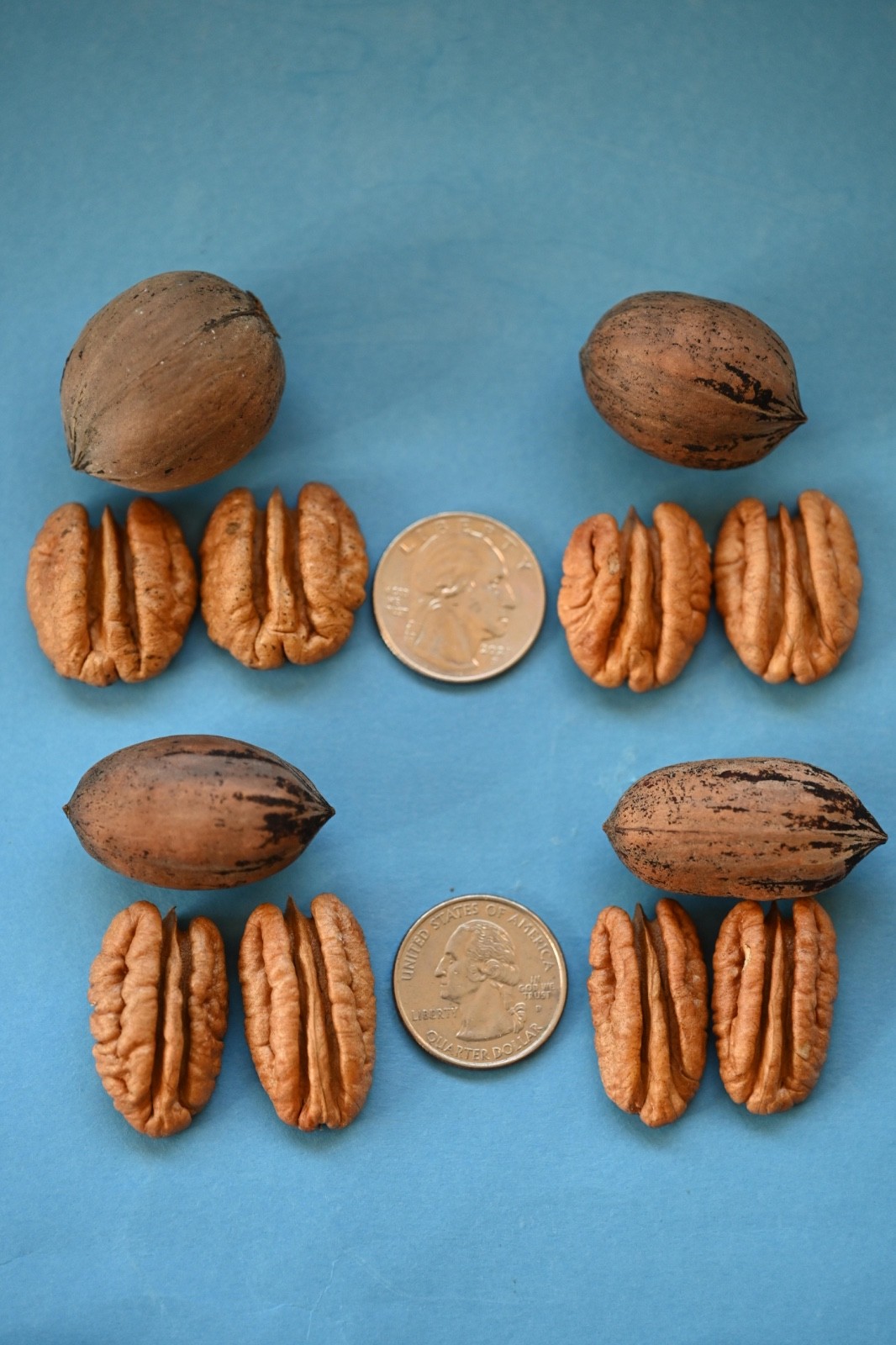 8 Lbs Texas Pecans In-Shell, Mixed Variety, (2025 Crop), No Pesticides/Chemicals