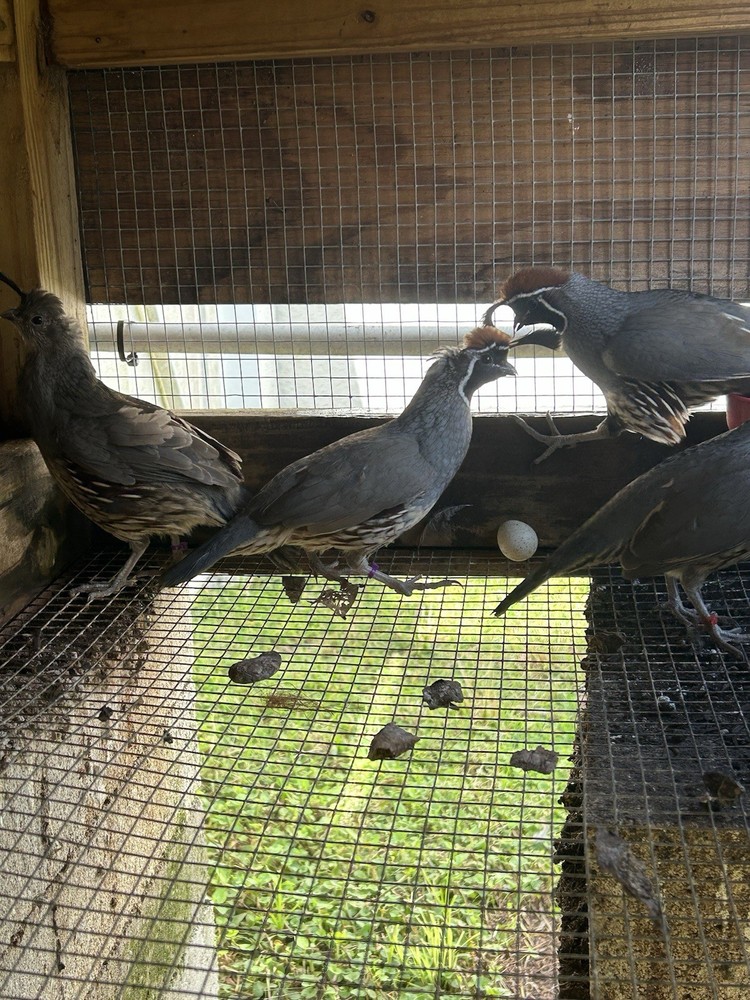 4 Gamble Quail Hatching Eggs