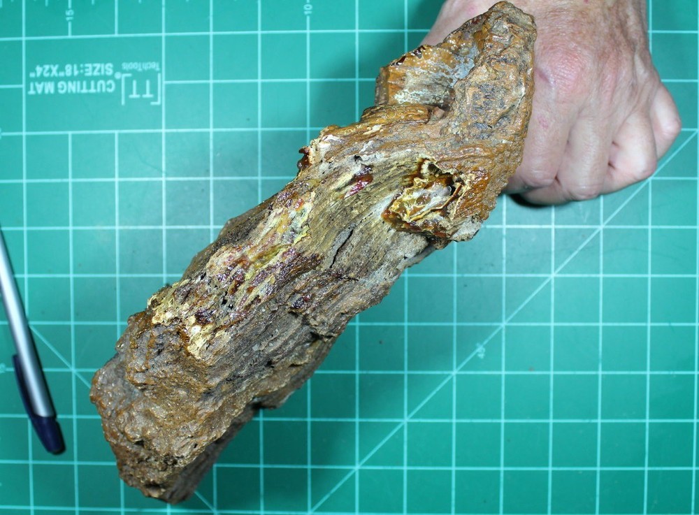 Large Agatized Coral Pseudomorph from Withlacooche River, GA