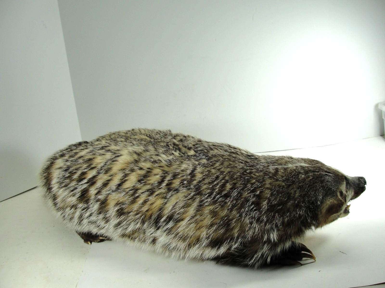 BADGER TAXIDERMY FULL BODY MOUNT BEAUTIFUL IN EXCELLENT CONDITION