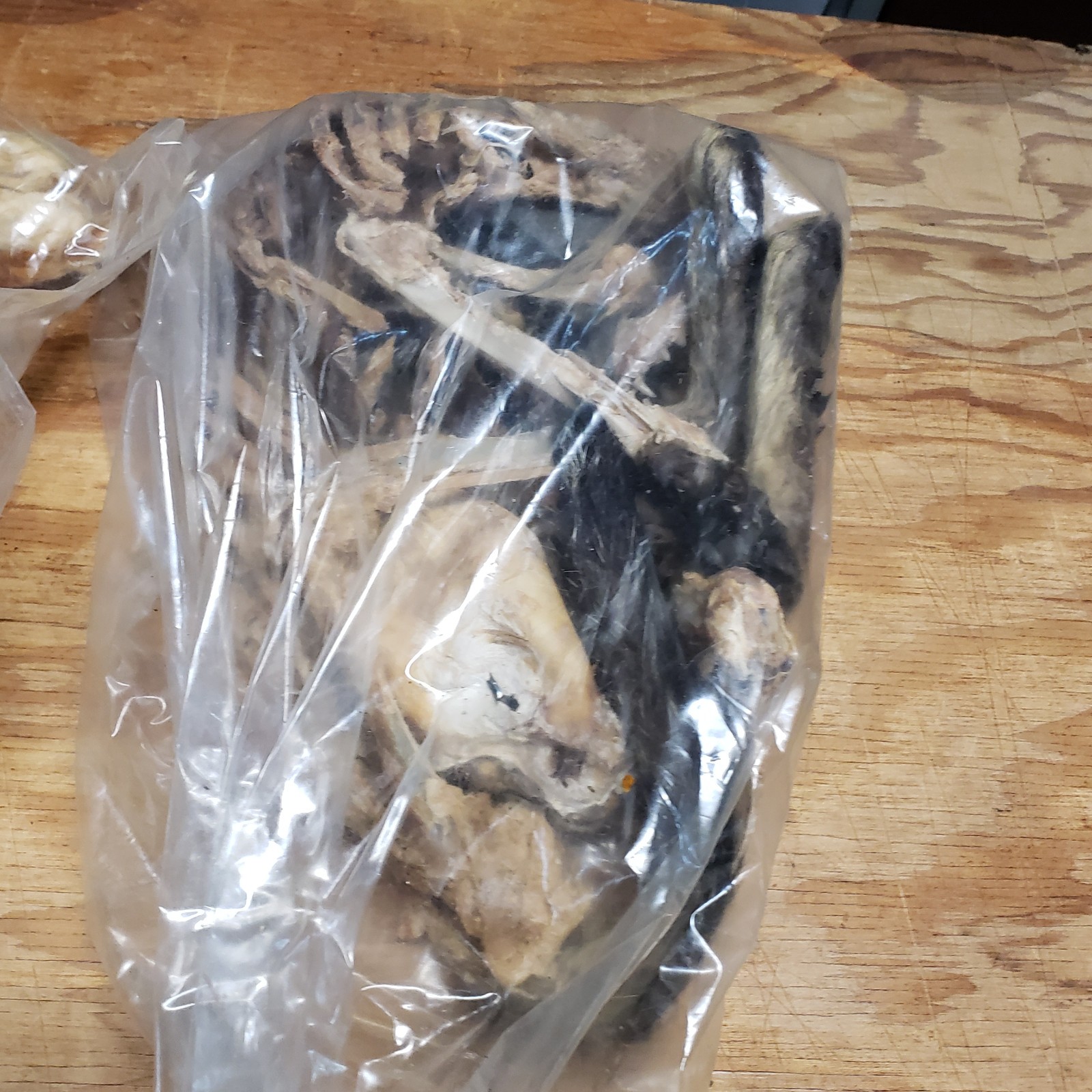 Cat Specimen Taxidermy Oddities Mummified School Research Dissect Lot