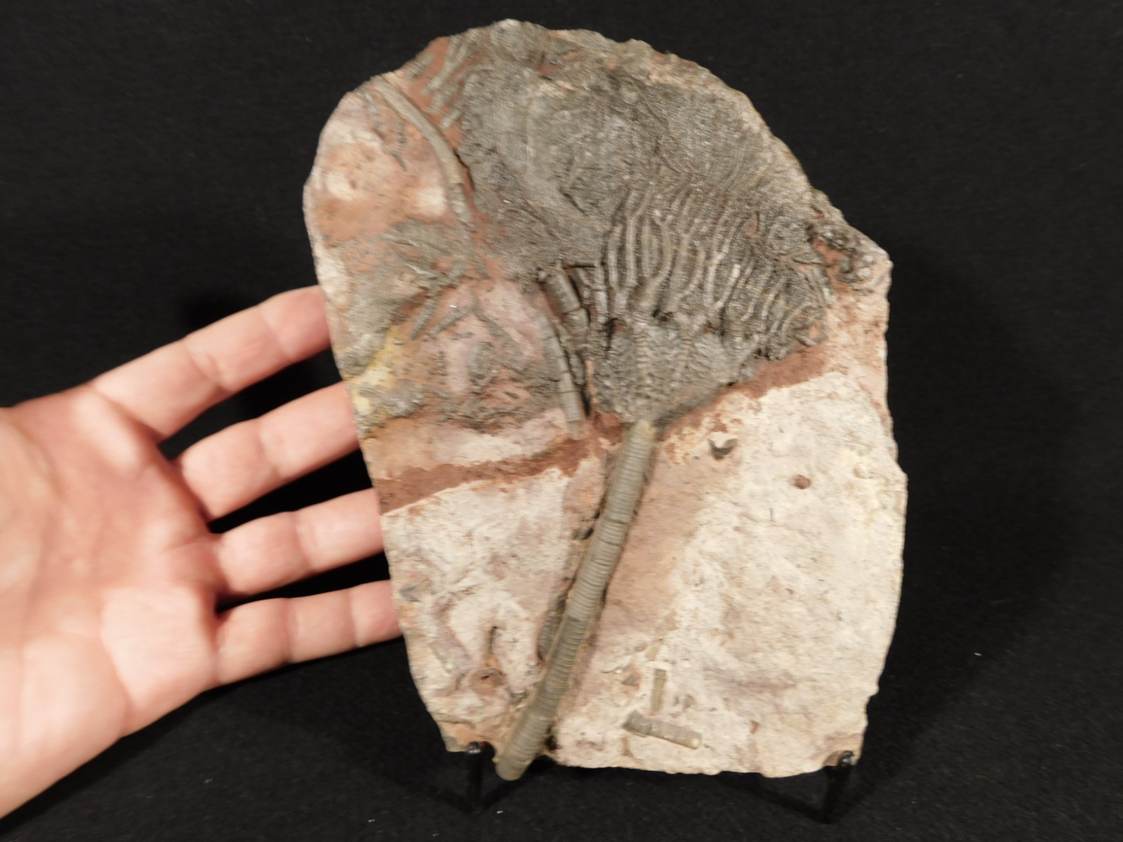 Larger! 430 Million Year Old! CRINOID Fossil or Sea LILY Fossil Morocco 629gr