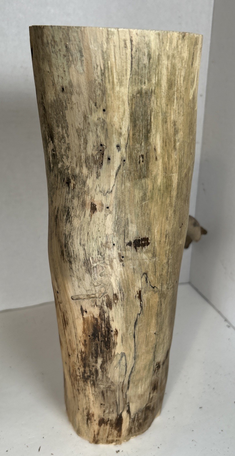 Driftwood¡ 2 Piece Set Cedar Taxidermy Beach Mountain Wedding 1 White Outside