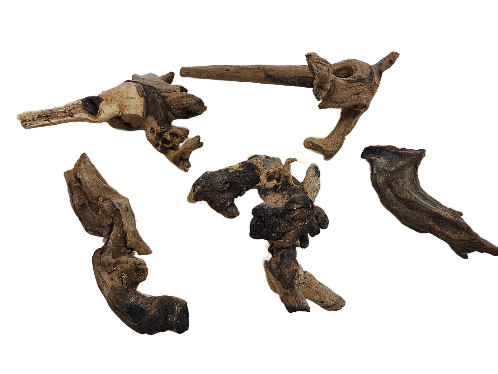 Moss On DriftWood Live Aquarium Plants