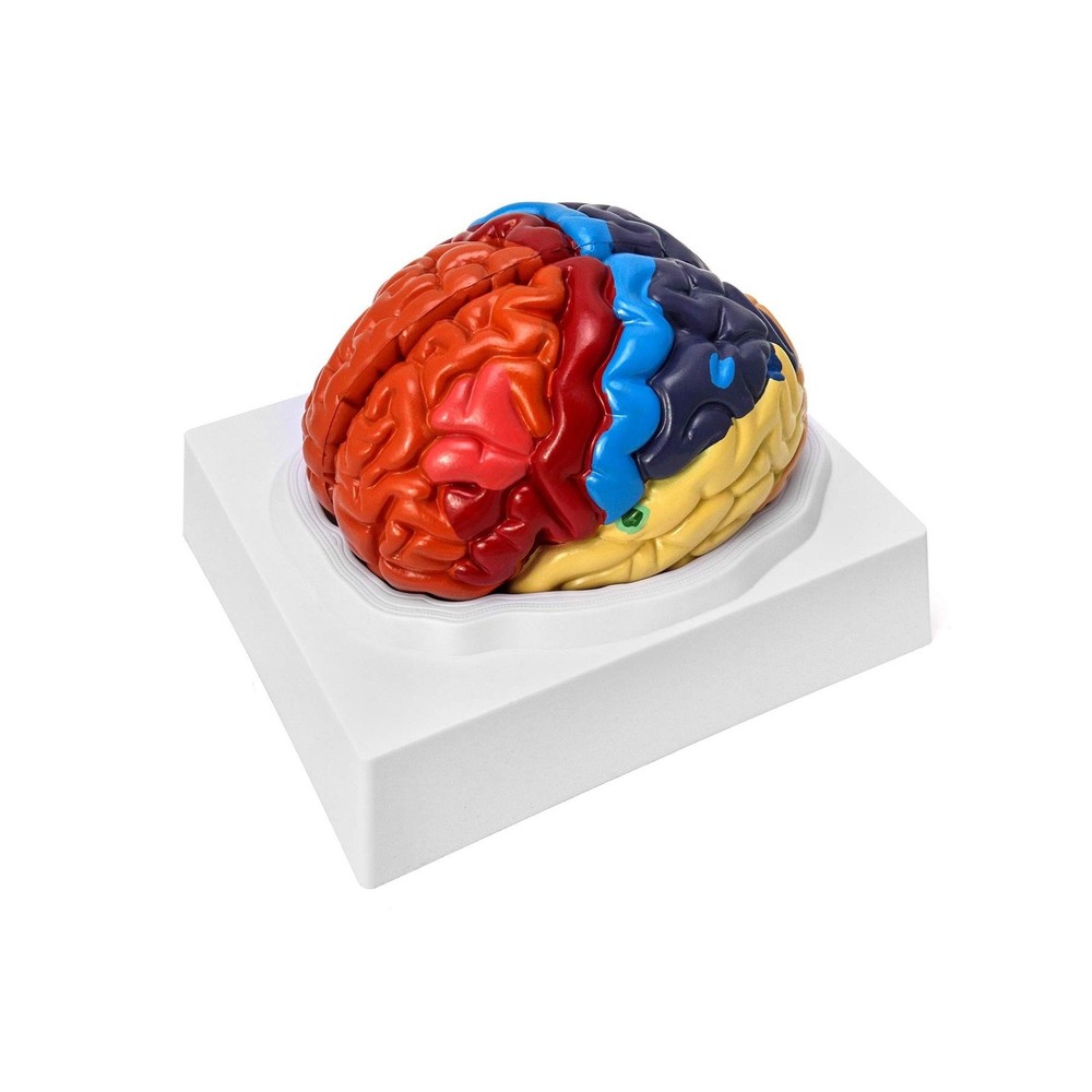 QWORK Life-Size Human Brain Anatomical Model, Color-Coded Partitioned Brain, ...