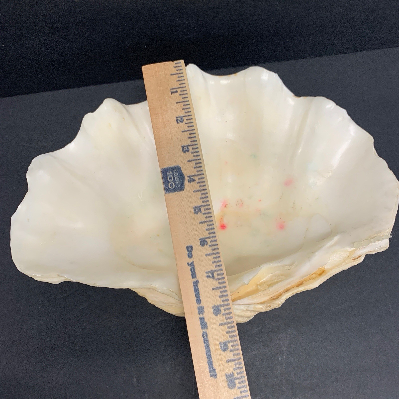 Tridacna Gigas Giant Natural Clam Shell - 12.5"x 8.5" - 5.11 lbs Vintage