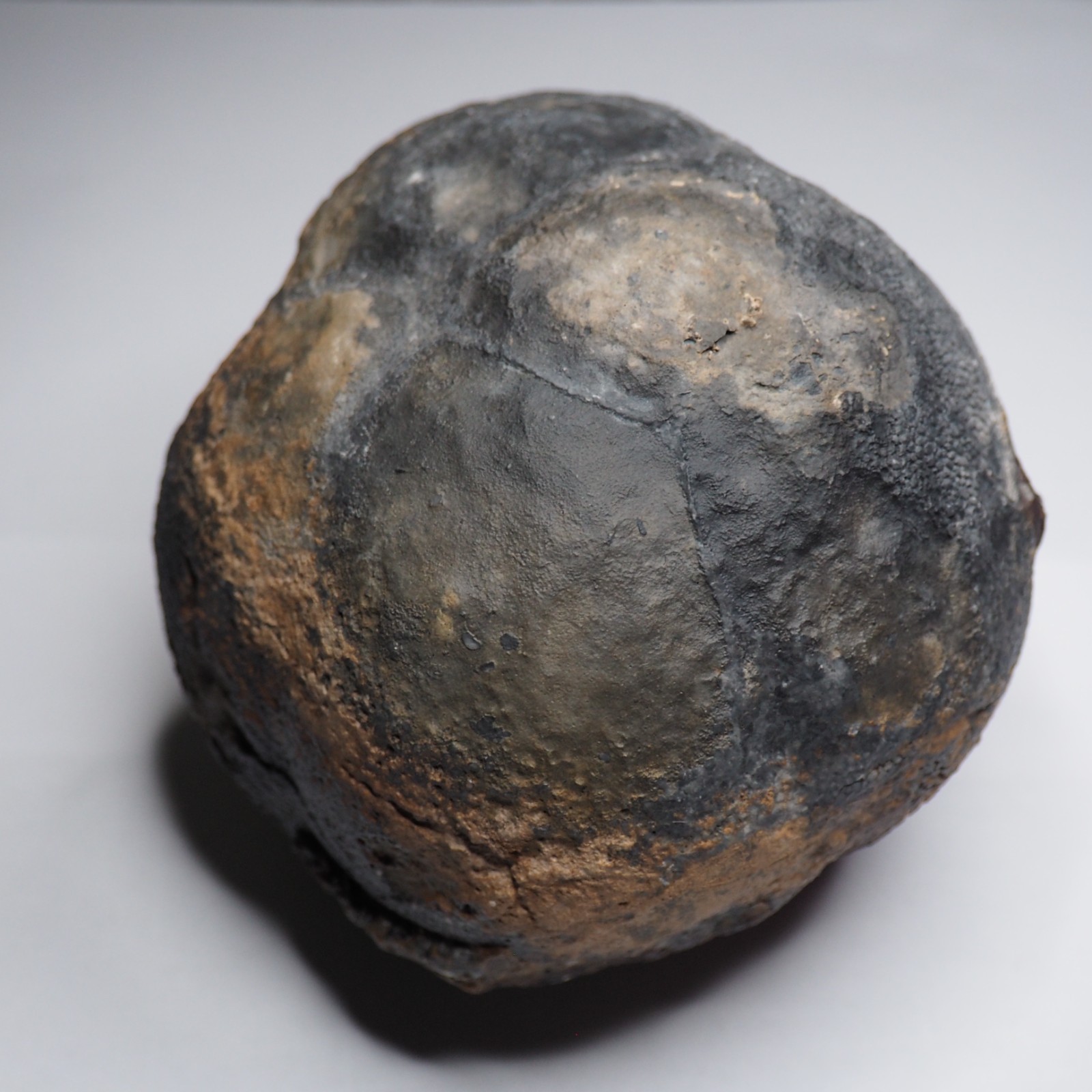 Large 1.8 kg Lobolith Scyphocrinites Crinoid Floating Devonian Fossil Morocco