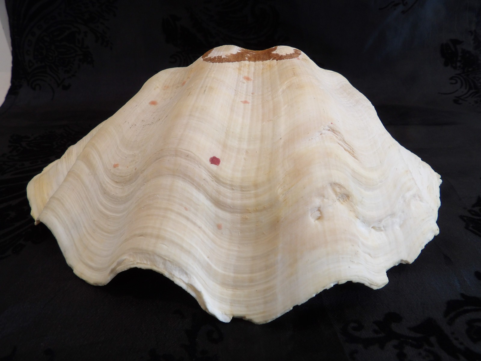 Awesome OLD Vintage Natural Half Tridacna Clam Shell~Fabulous Decor