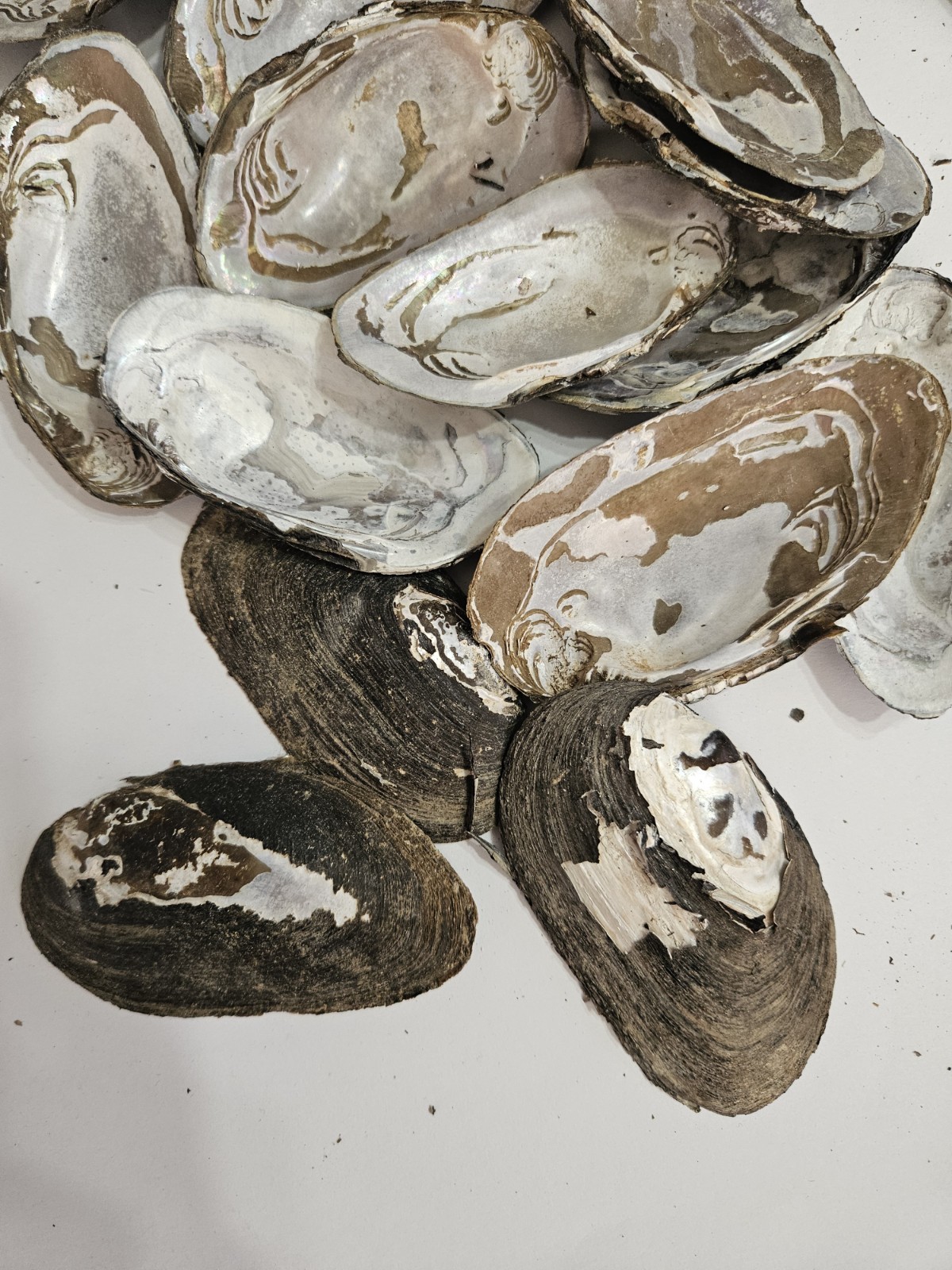 Lot Of 5 Natural 3-4" Freshwater Mussel Clam Shell Half MOP Mother of Pearl