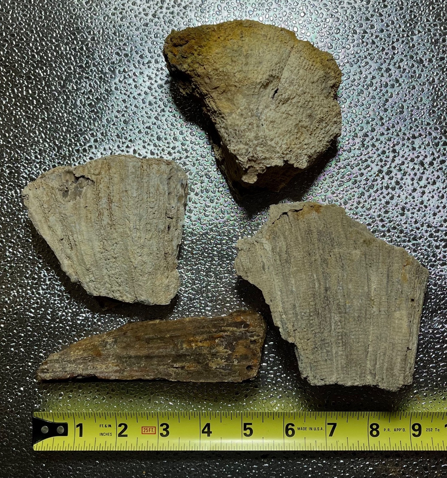 AGATIZED CORAL FLORIDA AGATE GEODES LOT 3 lb 5 oz 4 LARGE FOSSILIZED CORAL GEODE