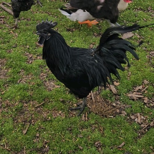6 Ayan Cemani Hatching Eggs