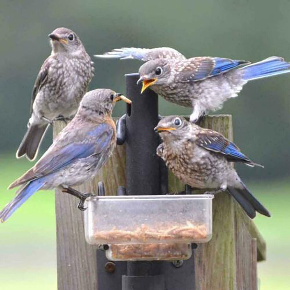 LOT Dried Mealworms Non-GMO Fit Wild Birds Chickens Hen Fish Reptile 0.6-44 LBS