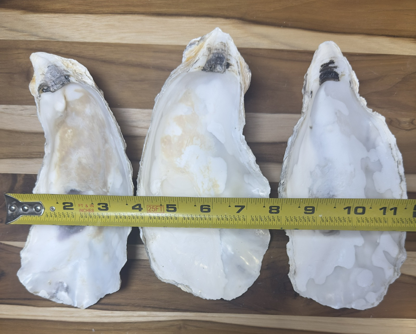 12 Oyster Shells Cup Side 7-9” Bulk Clean No Smell Art Jewelry Dish