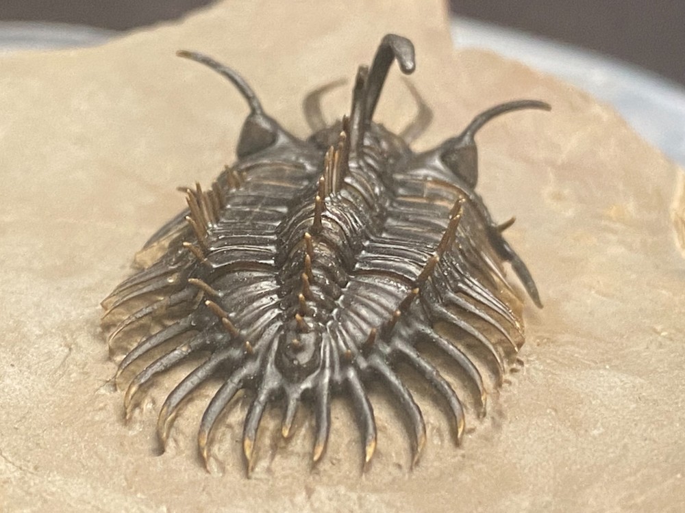 walliserops hammii & phacops
