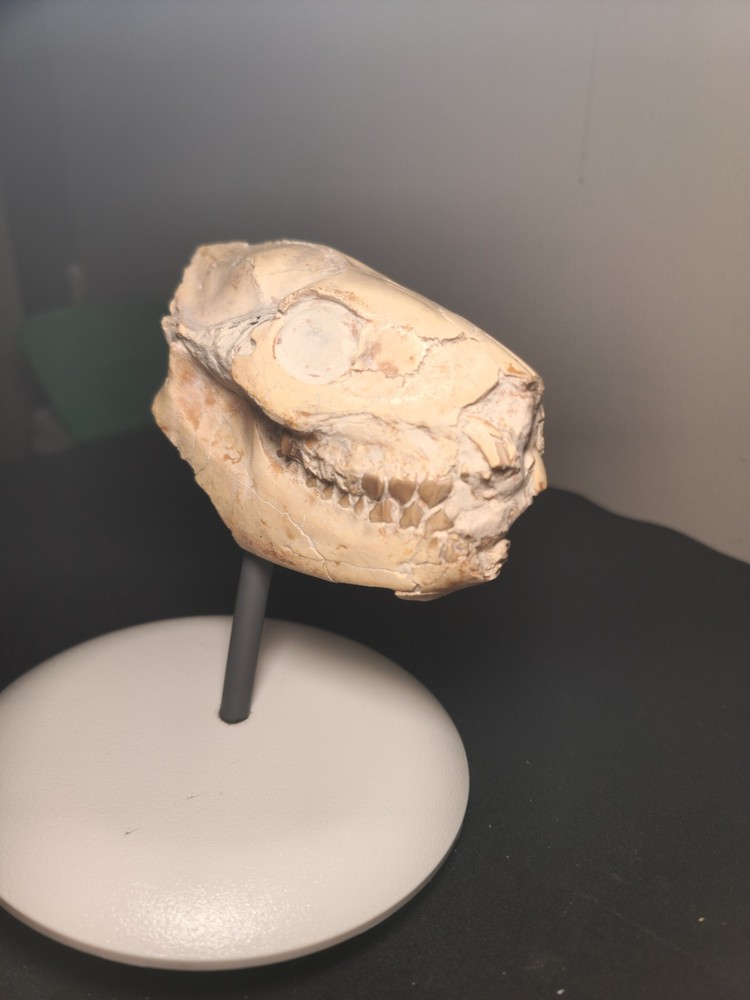 Oreodont Skull