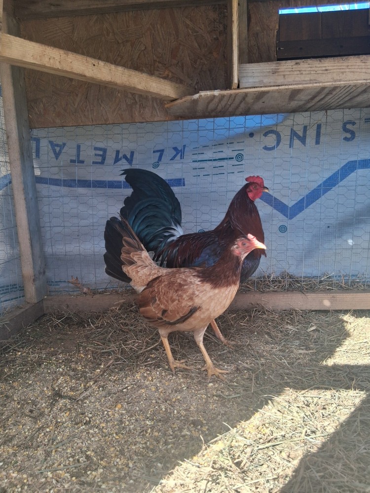 6 Raptor Hatching Eggs