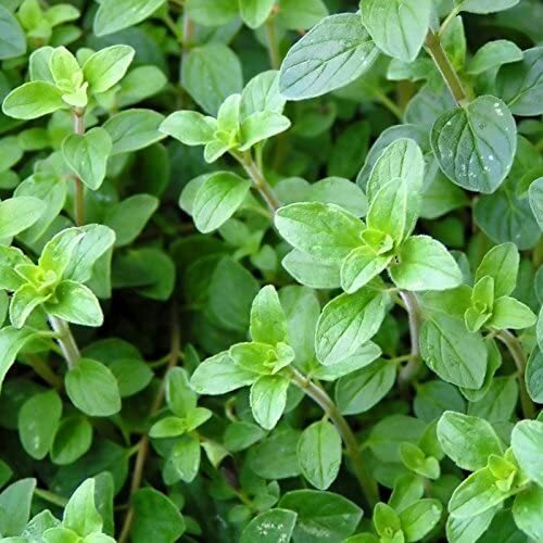 Italian Oregano Seeds | 2,000 Seeds | Heirloom / Non-GMO | Free Shipping | 1143