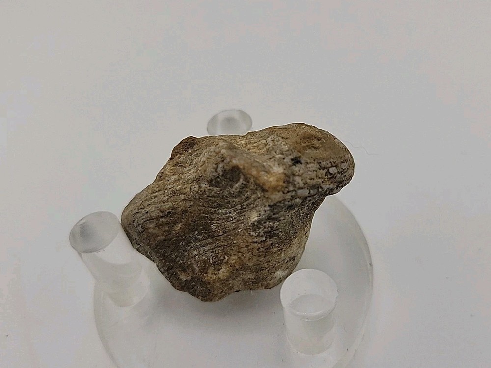 Real Permineralized Lizard 🦎 Egg Fossil