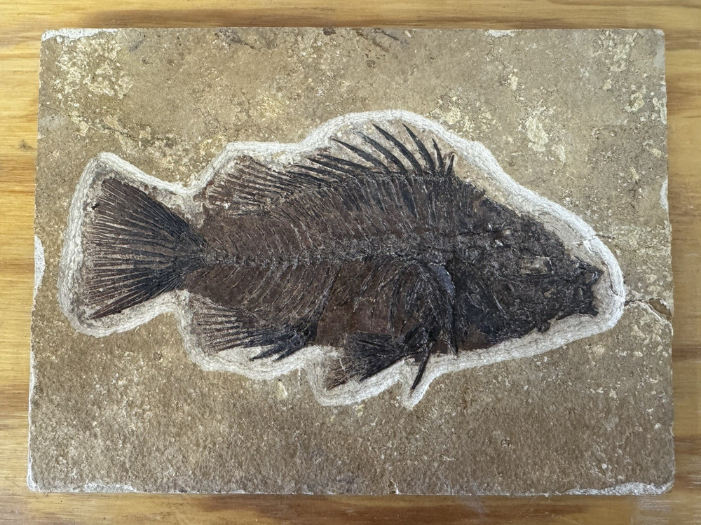 Priscacara 8.5 inch Great Specimen!