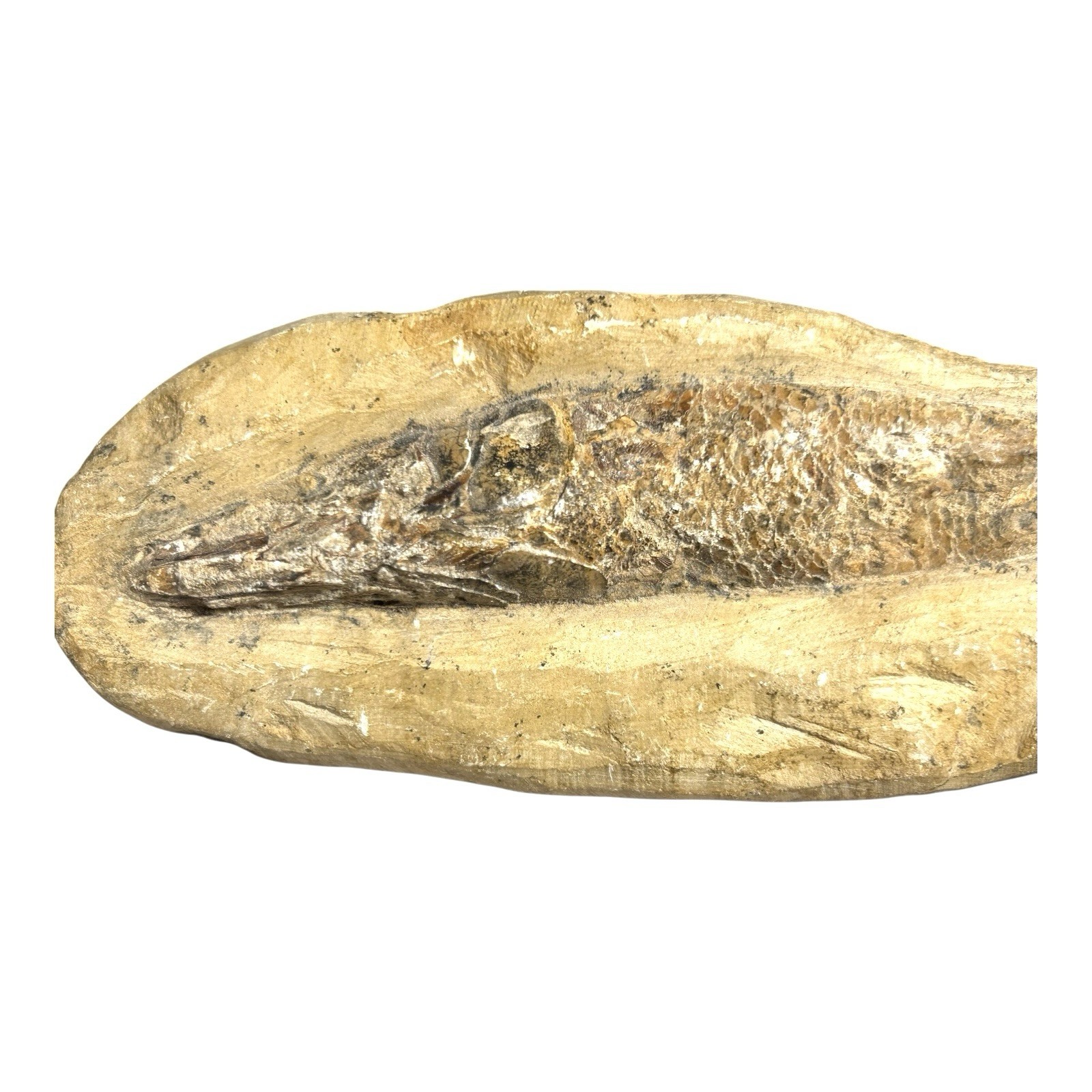Prehistoric Lower Cretaceous Period Rhacolepis Fossil
