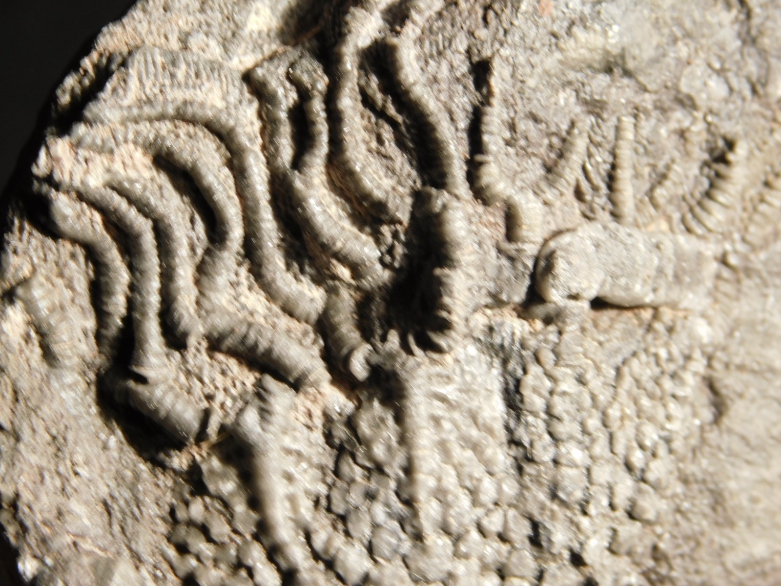 430 Million Year Old! CRINOID Fossil or Sea LILY Fossil Morocco 384gr