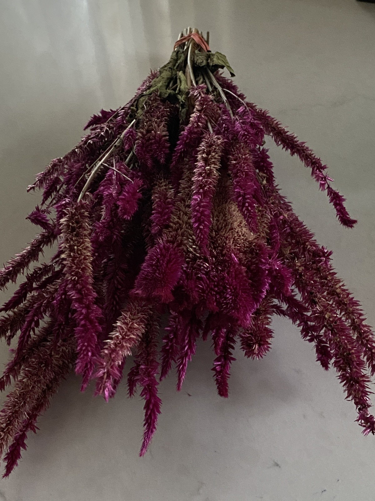 Pencil CELOSIA * Ruby Parfait * Dried Flowers Bunch BOUQUET Bundle * USA