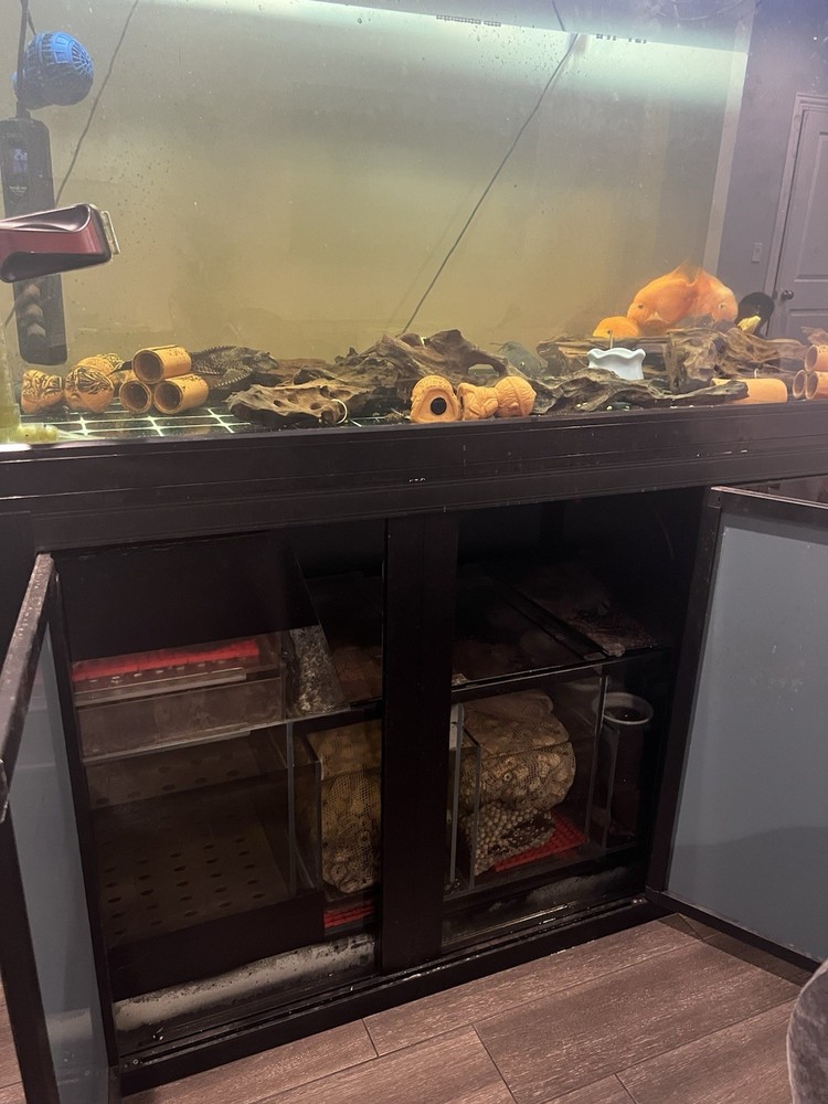 180G Fish Tank Setup with Overflow System