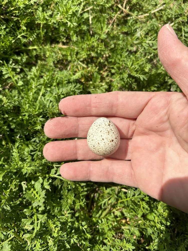 4 Gamble Quail Hatching Eggs