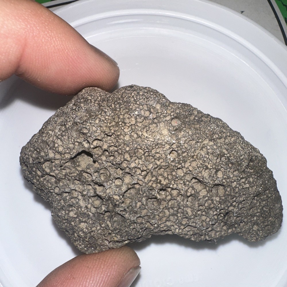 Unknown Fossil