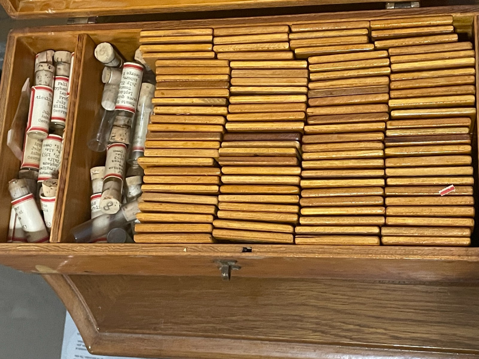 Entomology Slides  Microscope Biology Insects With Box 1950's