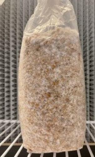 2lbs Master Grain Spawn