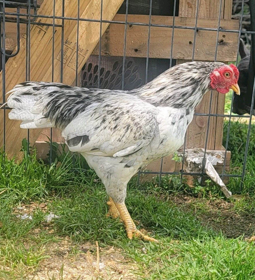 6+ Dark&Light Cornish &Splash Cornish Btm Hatching Eggs