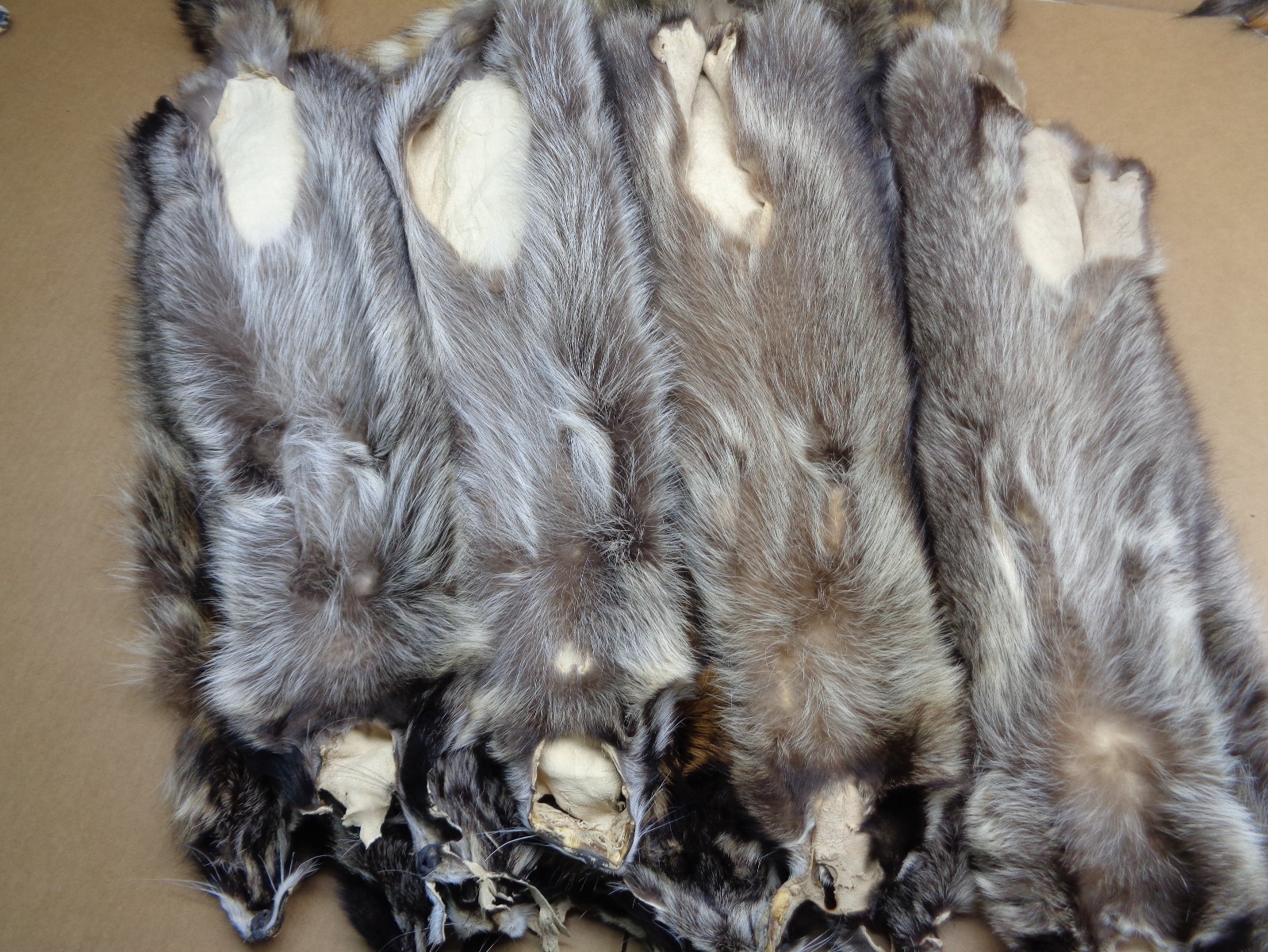 Professionally Tanned Slt Damage XL Raccoon/Coon Hides/Furs/Taxidermy/Crafts