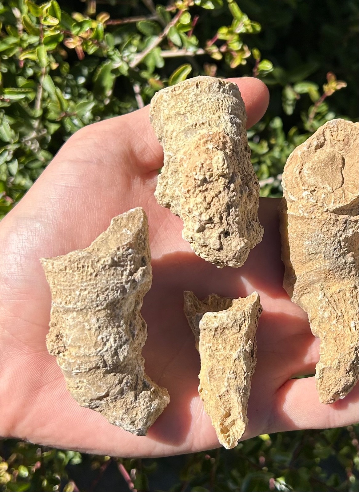 BIG Texas Fossil Horn Coral LOT OF 5 Caninia sp. Pennsylvanian Age