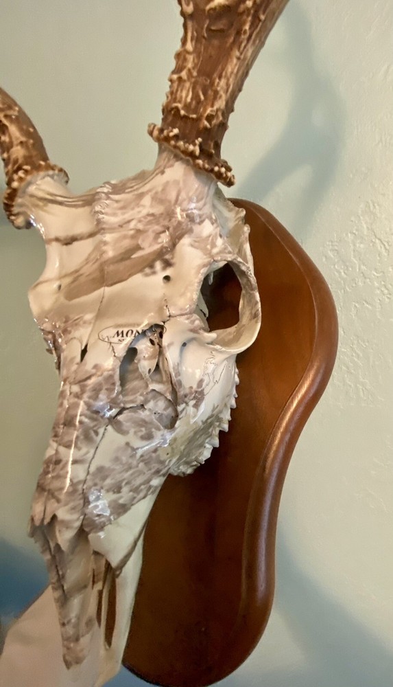 European Mule Deer 3 Point Wall Mount