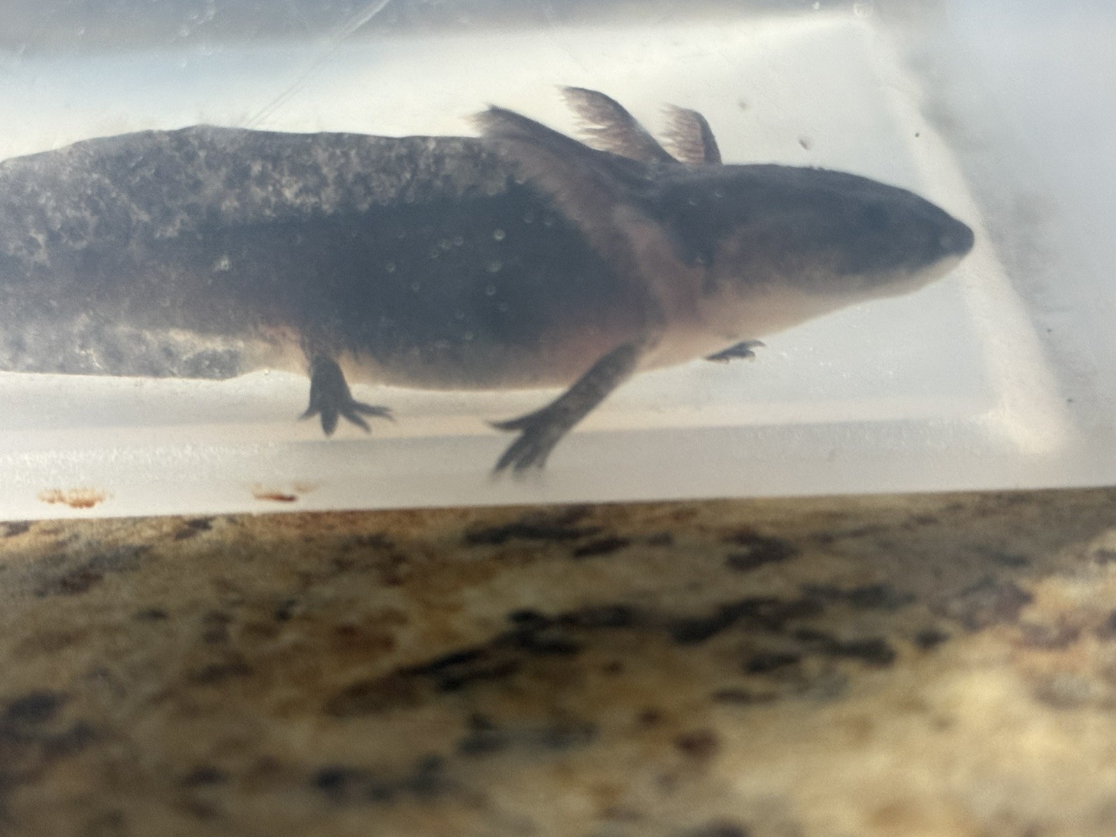 Melanoid axolotls 4 inches