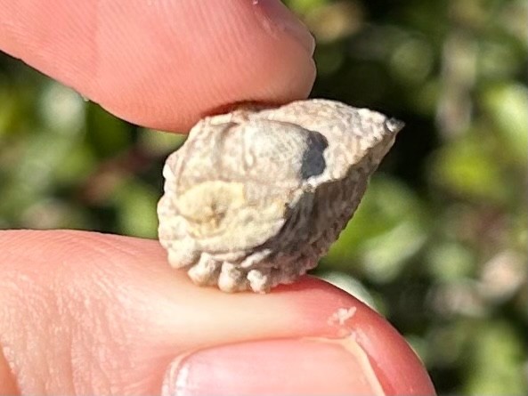Oklahoma Fossil Trilobite Paciphacops campbelli Devonian Age Bug Enrolled