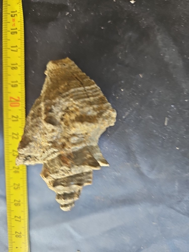 Strombus Gasteropod Fossil